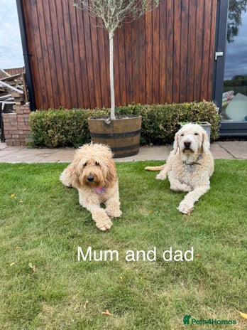 Goldendoodle dogs Beautiful F2 Goldendoodle Puppies - Advert 3