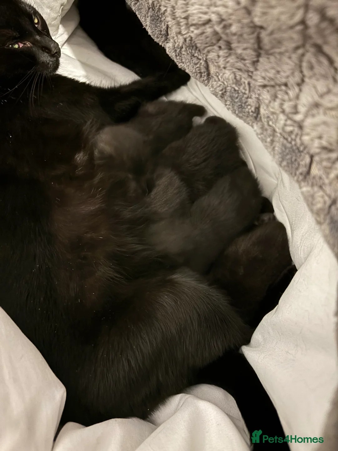 Mixed Breed cats for sale: Tuxedo and Bombay  kittens for sale  - Advert 9