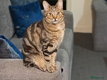 Bengal cats Simba Gorgeous Bengal boy - Advert 1