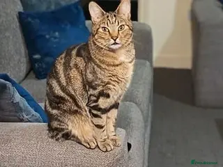 Bengal cats Simba Gorgeous Bengal boy - Advert 1