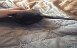 British Longhair cats for sale: X5 ragdoll crossbreed kitten polydactyl  - Advert 18