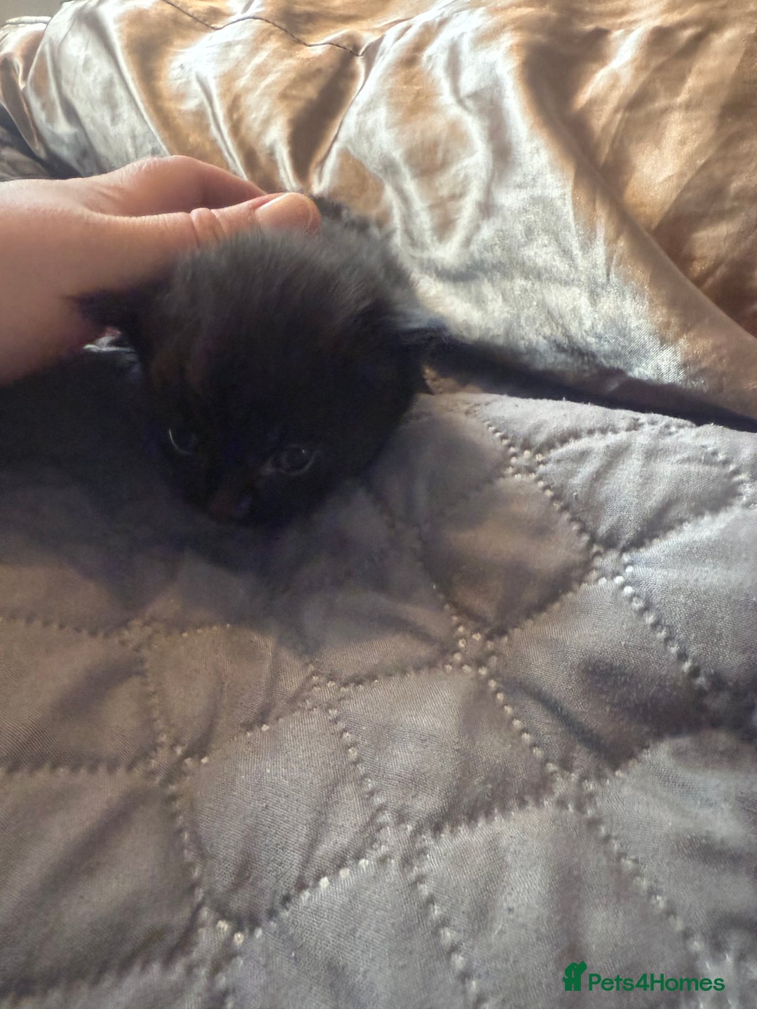 British Longhair cats for sale: X5 ragdoll crossbreed kitten polydactyl  - Advert 18