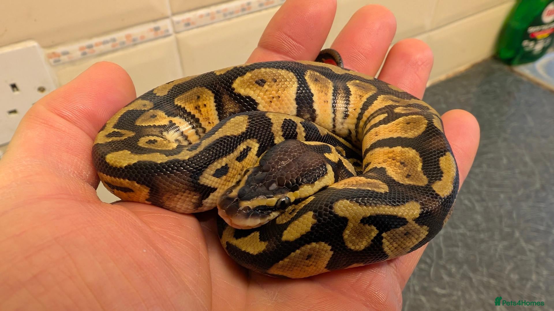 Python Snake reptiles for sale: Ball Python Baby  - Advert 10