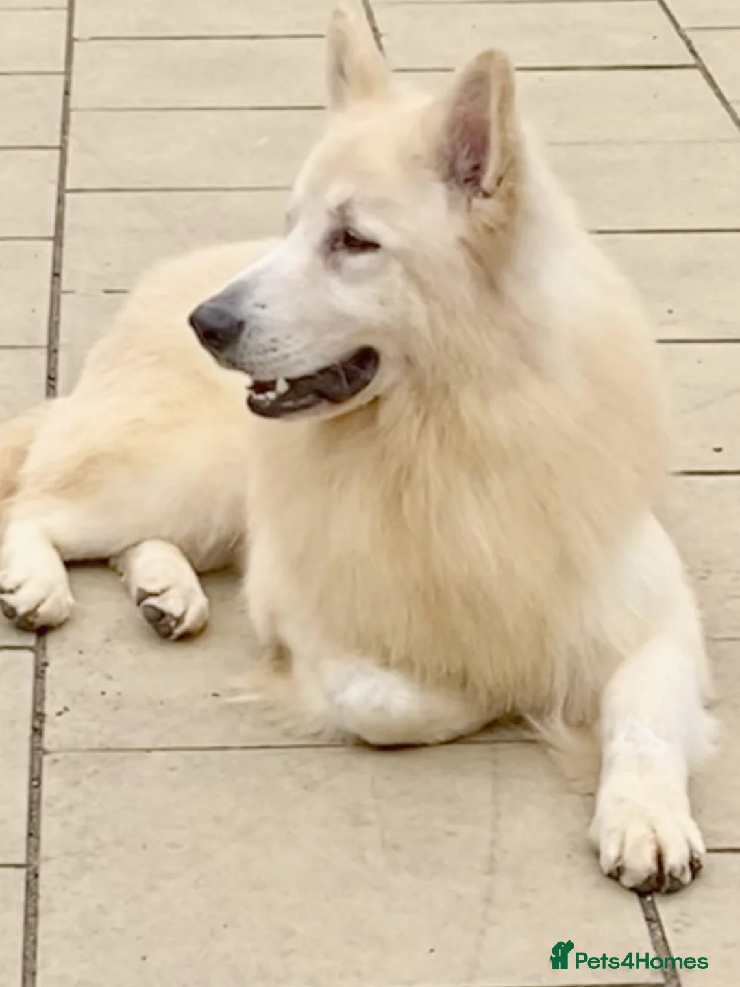 German Shepherd dogs for stud: KC Reg Basil At Stud Fully Health Tested  in Wisbech - Advert 5