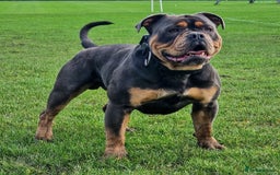 Olde English Bulldogge dogs for sale: Olde English Bulldog puppies - Image 29