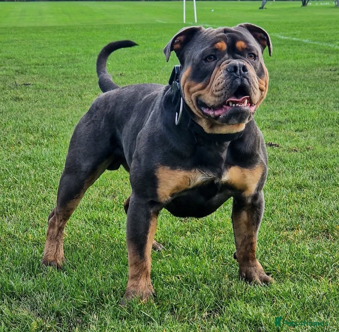Olde English Bulldogge dogs for sale: Olde English Bulldog puppies - Image 29