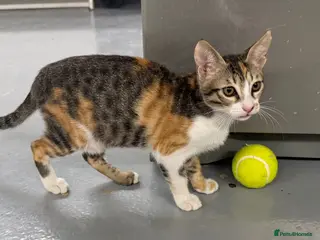 Domestic Shorthair cats Sally Needs a Home🐱 - Advert 16