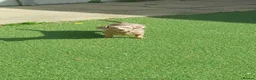 Miniature Dachshund dogs for sale: Miniature Dachshund  - Advert 2