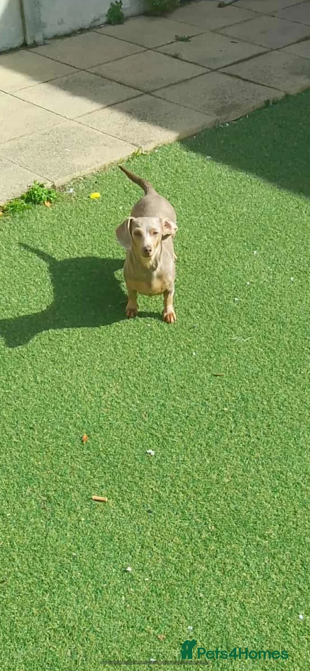 Miniature Dachshund dogs for sale: Miniature Dachshund  - Advert 2