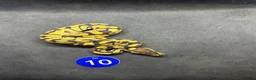 Python Snake reptiles for sale: Royal pythons  - Advert 7