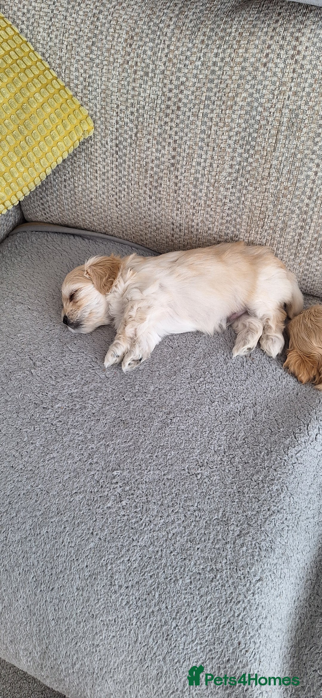 Maltipoo dogs for sale: Maltipoo puppy  - Image 5