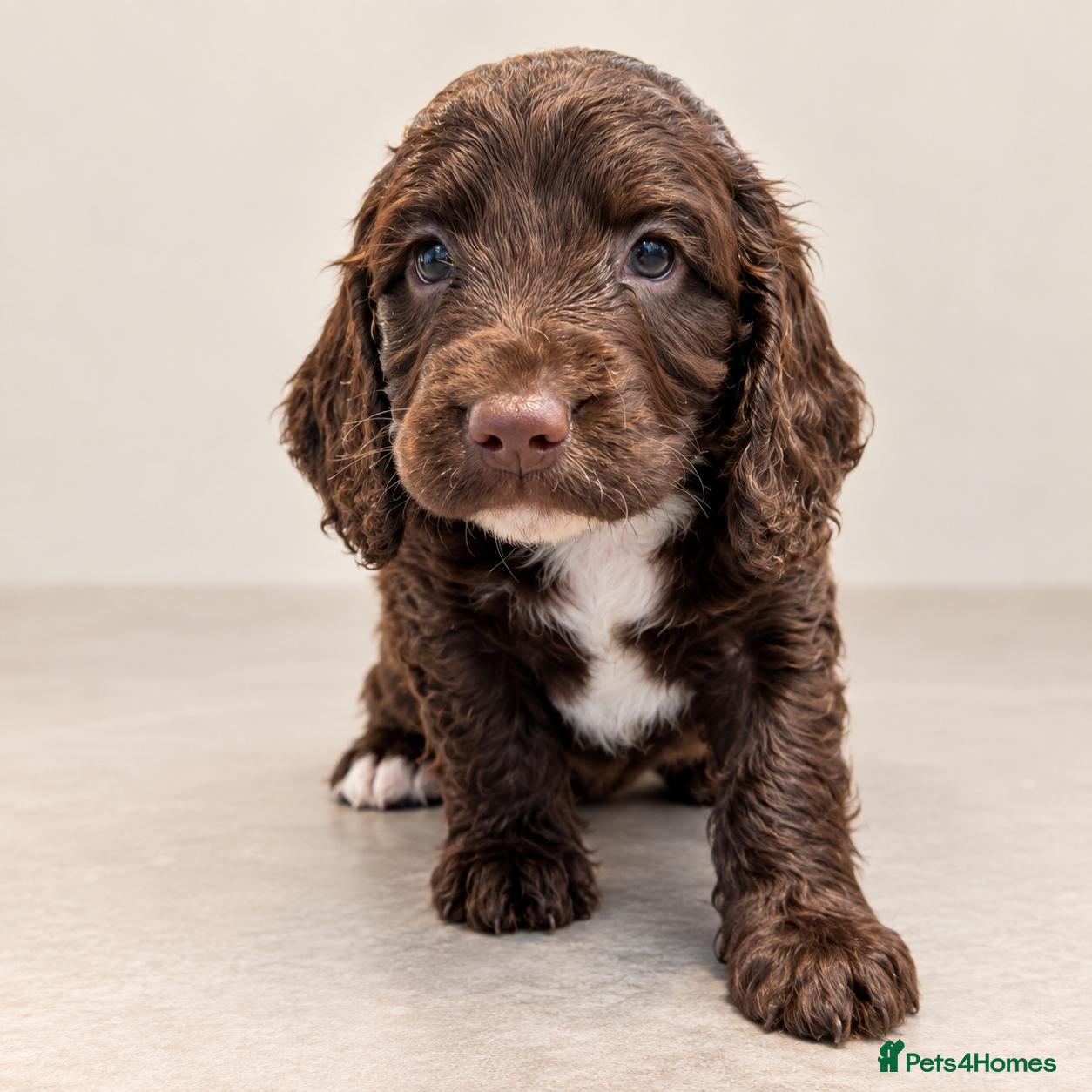 Mixed Breed dogs Beautiful Sproodle Puppies - Advert 17