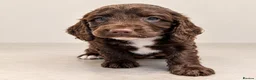 Mixed Breed dogs for sale: Beautiful Sproodle Puppies ready In 1 week! - Advert 12