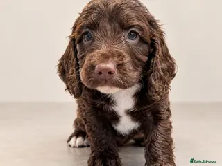 Mixed Breed dogs Beautiful Sproodle Puppies - Advert 17
