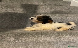 Biewer Terrier dogs for sale:  **  Biewer Terrier Babies Available 🥰 - Image 6