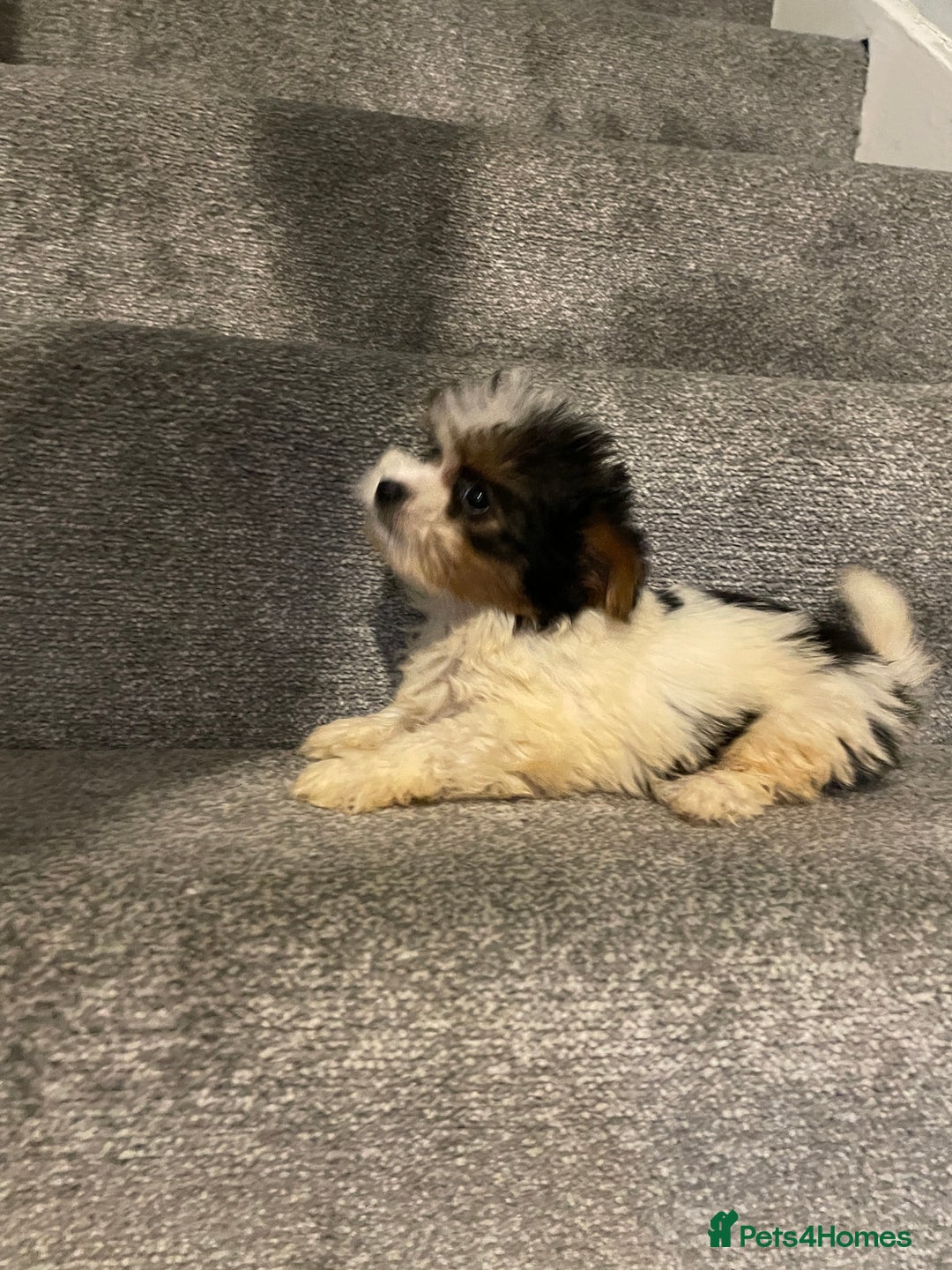 Biewer Terrier dogs for sale:  **  Biewer Terrier Babies Available 🥰 - Image 6