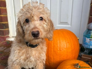 Labradoodle dogs - Advert 28