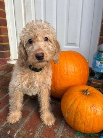 Labradoodle dogs - Advert 3