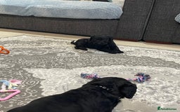 Labradoodle dogs for sale: Gorgeous black labradoodles - Advert 2