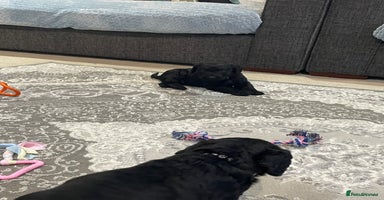 Labradoodle dogs Gorgeous black labradoodles - Advert 7