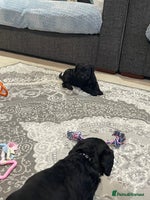 Labradoodle dogs Gorgeous black labradoodles - Advert 1