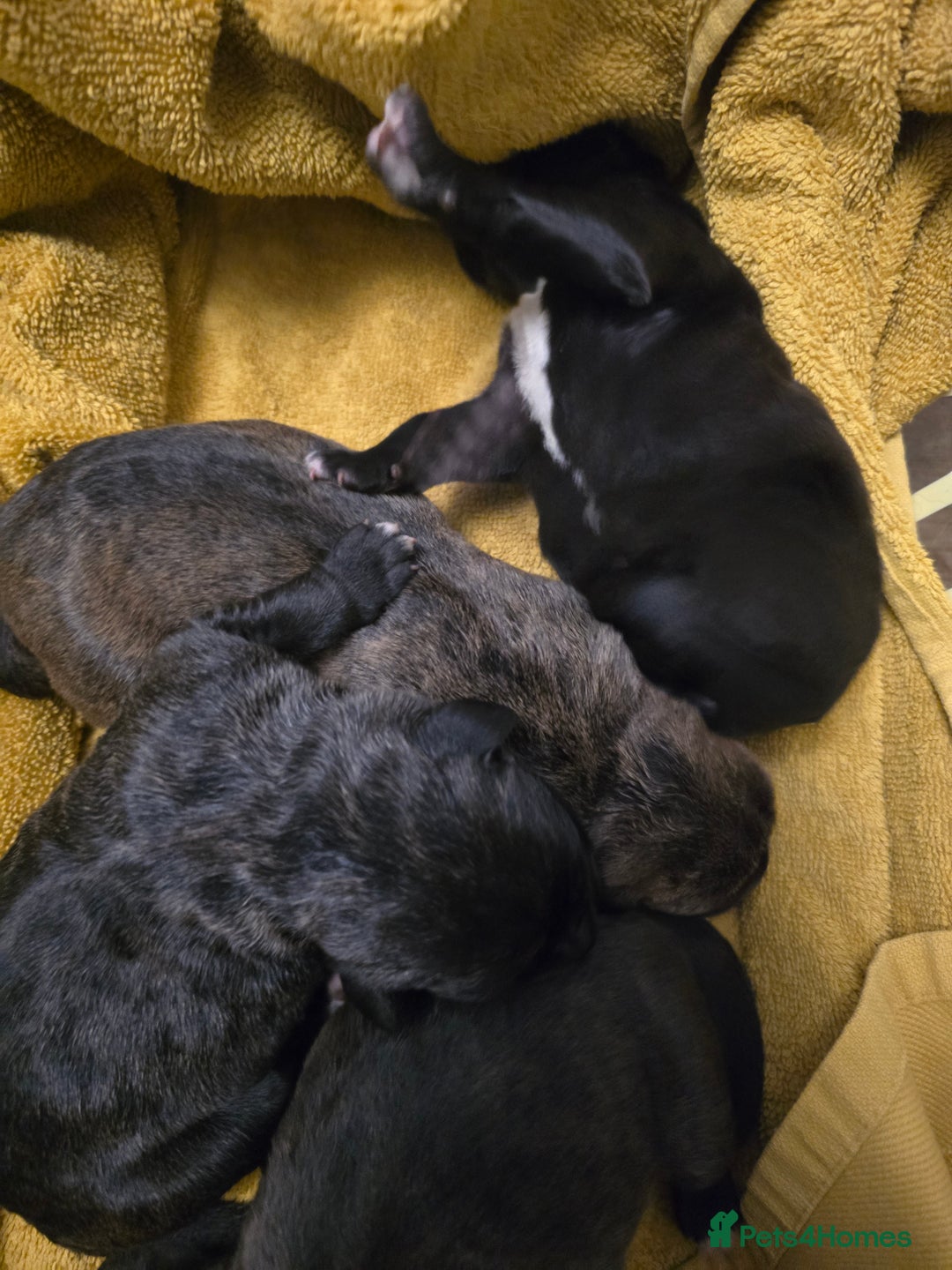 Cane Corso dogs for sale: 8 beautiful pedigree Cane Corso puppies - Image 3