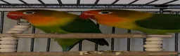 Lovebirds birds for sale: Lovebirds for sale in Worthing - Advert 3