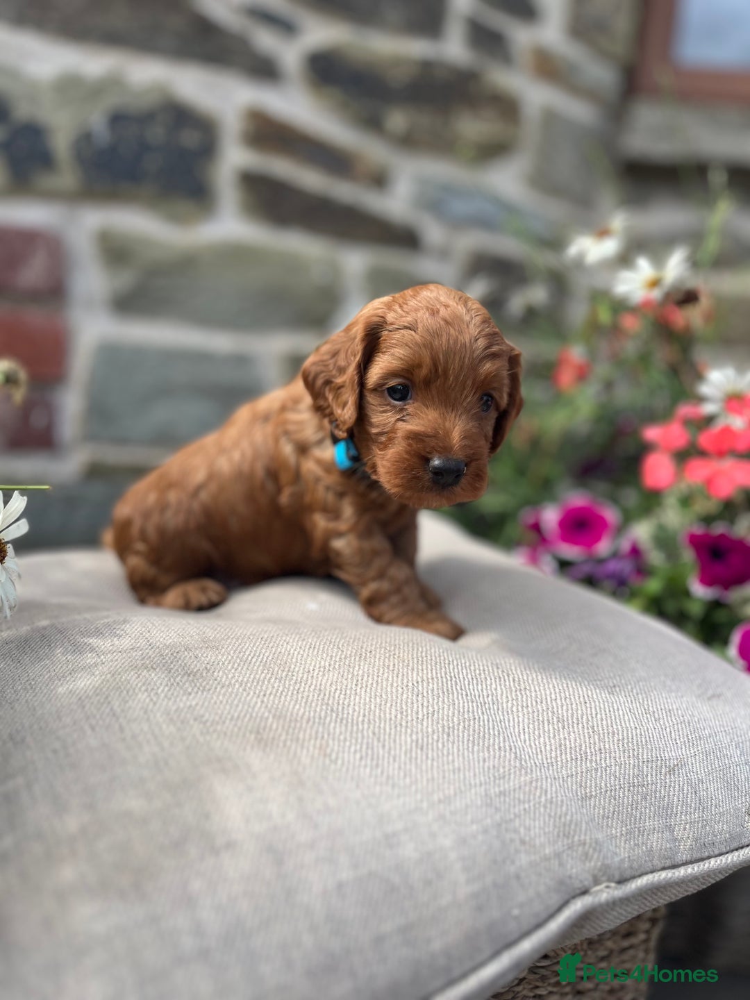 Cockapoo dogs for sale: Beautiful Toy F1 Cockapoo Puppies for sale - Image 12
