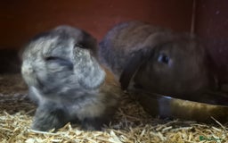 Mini Lion Lop rabbits for sale: Mini lops ready  **  - Image 4