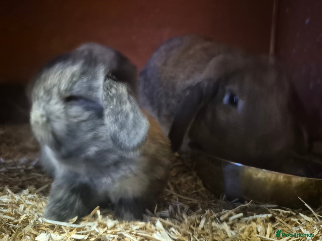 Mini Lion Lop rabbits for sale: Mini lops ready  **  - Image 4