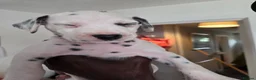 Dalmatian dogs for sale: Last 3 Dally pup looking for their forever home  - Advert 4