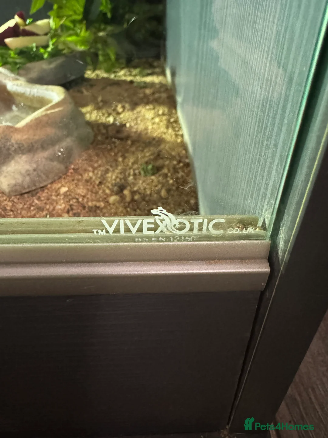 Bearded Dragon reptiles for sale: Bearded Deagon for sale  in Doncaster - Advert 15