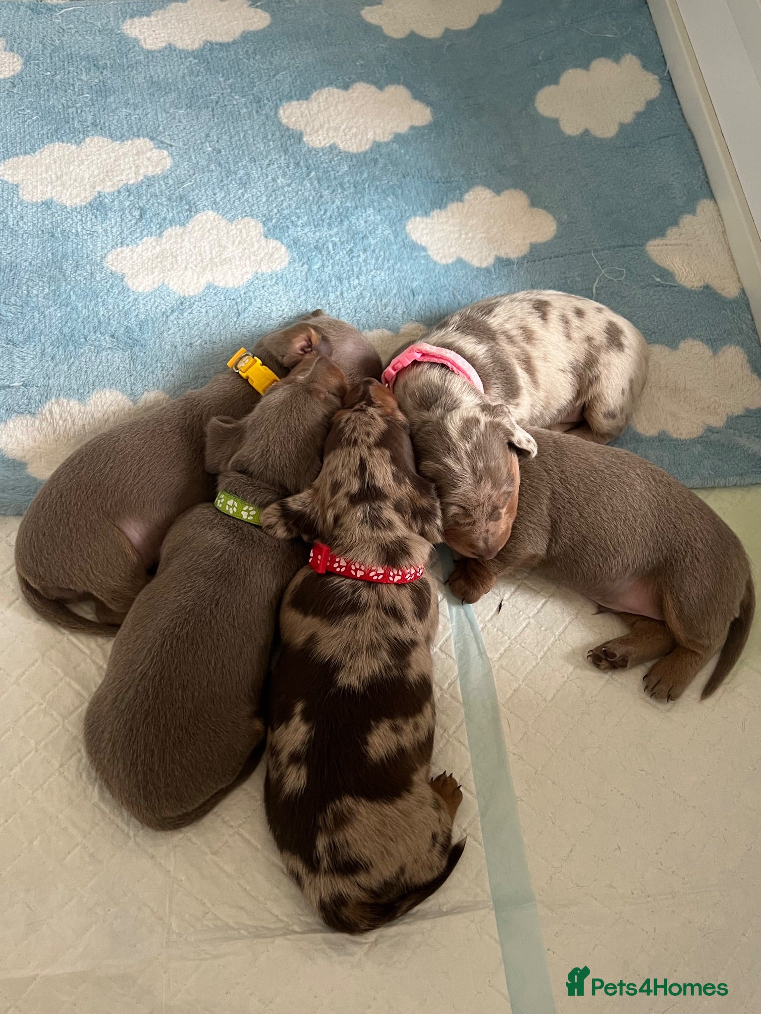 Miniature Dachshund dogs 🐾KC Miniature Dachshund Puppies 🐾 - Advert 17
