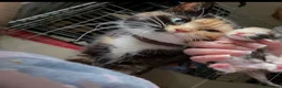 Mixed Breed cats for sale: Girl kitten - Advert 2
