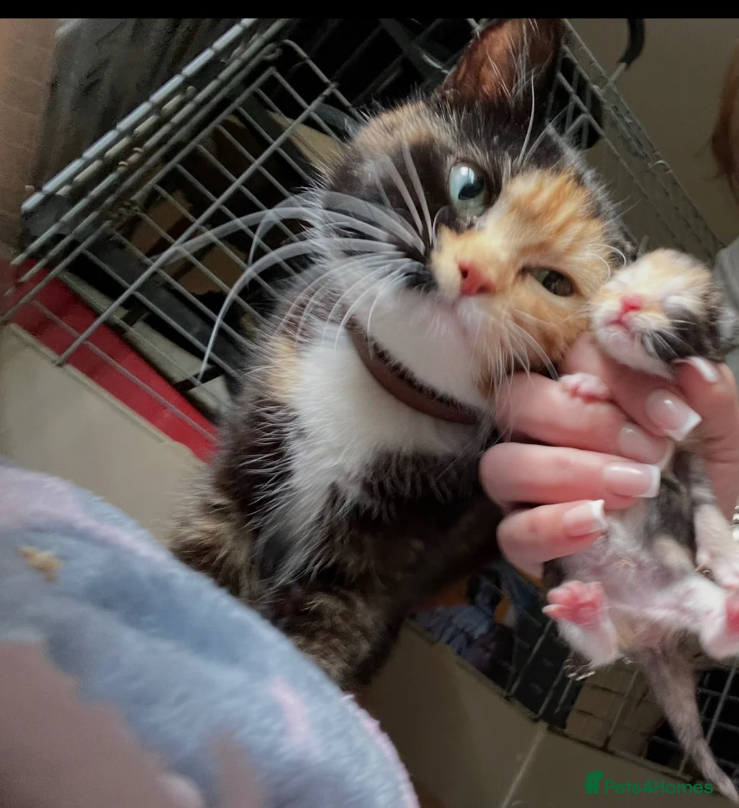 Mixed Breed cats for sale: Girl kitten - Advert 2