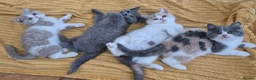 British Shorthair cats for sale: Ready! From GCCF parents with champions in line - Advert 19