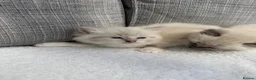 Ragdoll cats for sale: Blue lynx and bi colour ragdoll kittens in Bradford - Advert 2
