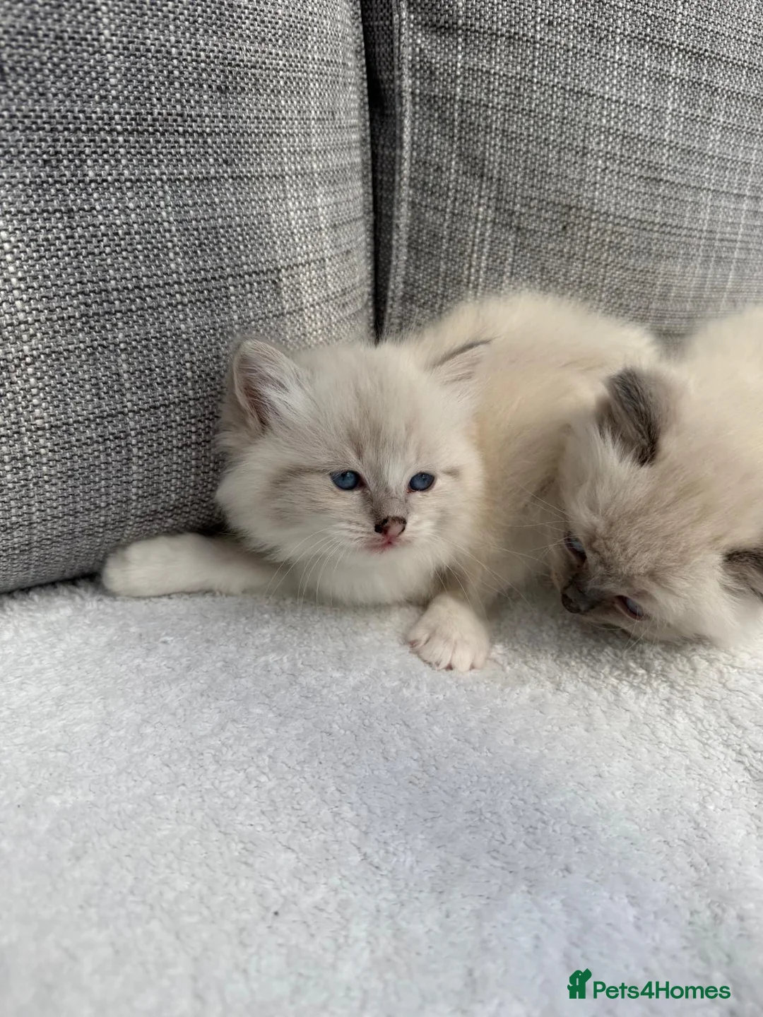 Ragdoll cats for sale: Blue lynx and bi colour ragdoll kittens in Bradford - Advert 2