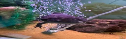 Axolotl reptiles for sale: 3 adult female Axolotls  - Advert 4
