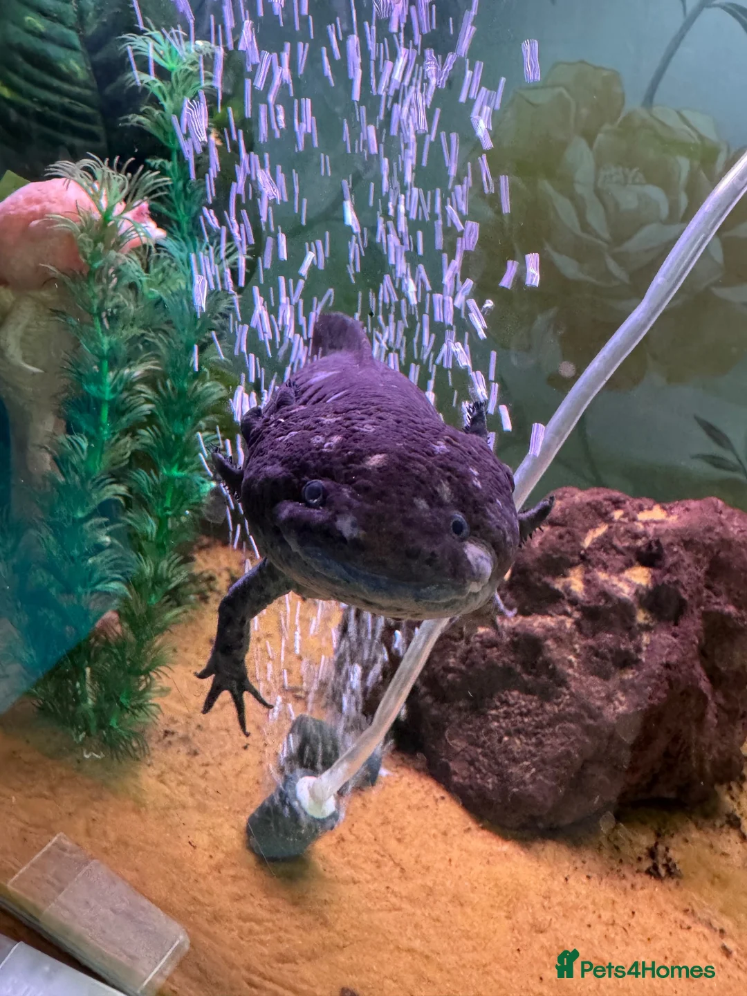 Axolotl reptiles for sale: 3 adult female Axolotls  - Advert 4
