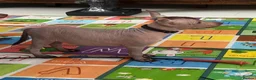Mexican Hairless dogs for sale: NEW intermediate naked boy 2000 read the advert. - Advert 12