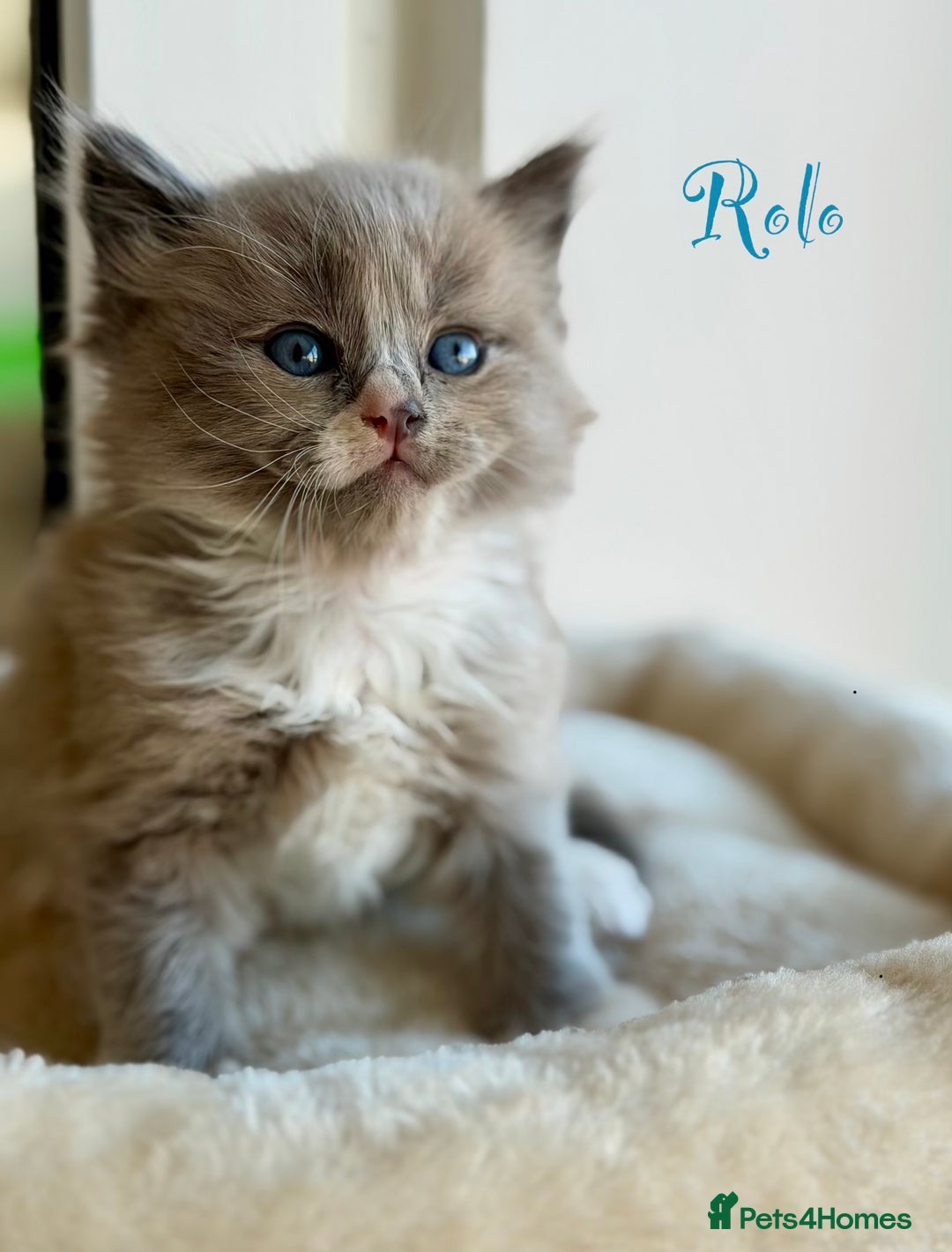 Ragdoll cats for sale: TICA registered cherubim kittens - Advert 24