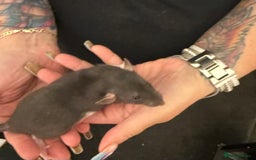 Rat rodents for sale: Beautiful Dumbo baby rats  - Image 8