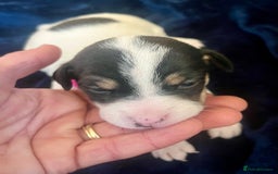 Mixed Breed dogs for sale: First litter of 7 Jack Russel puppies  - Image 9
