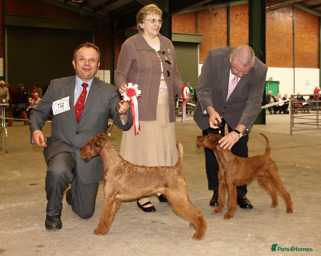 Irish Terrier dogs for sale: Beautiful Champion Lines KC Irish Terrier Puppies - Image 19