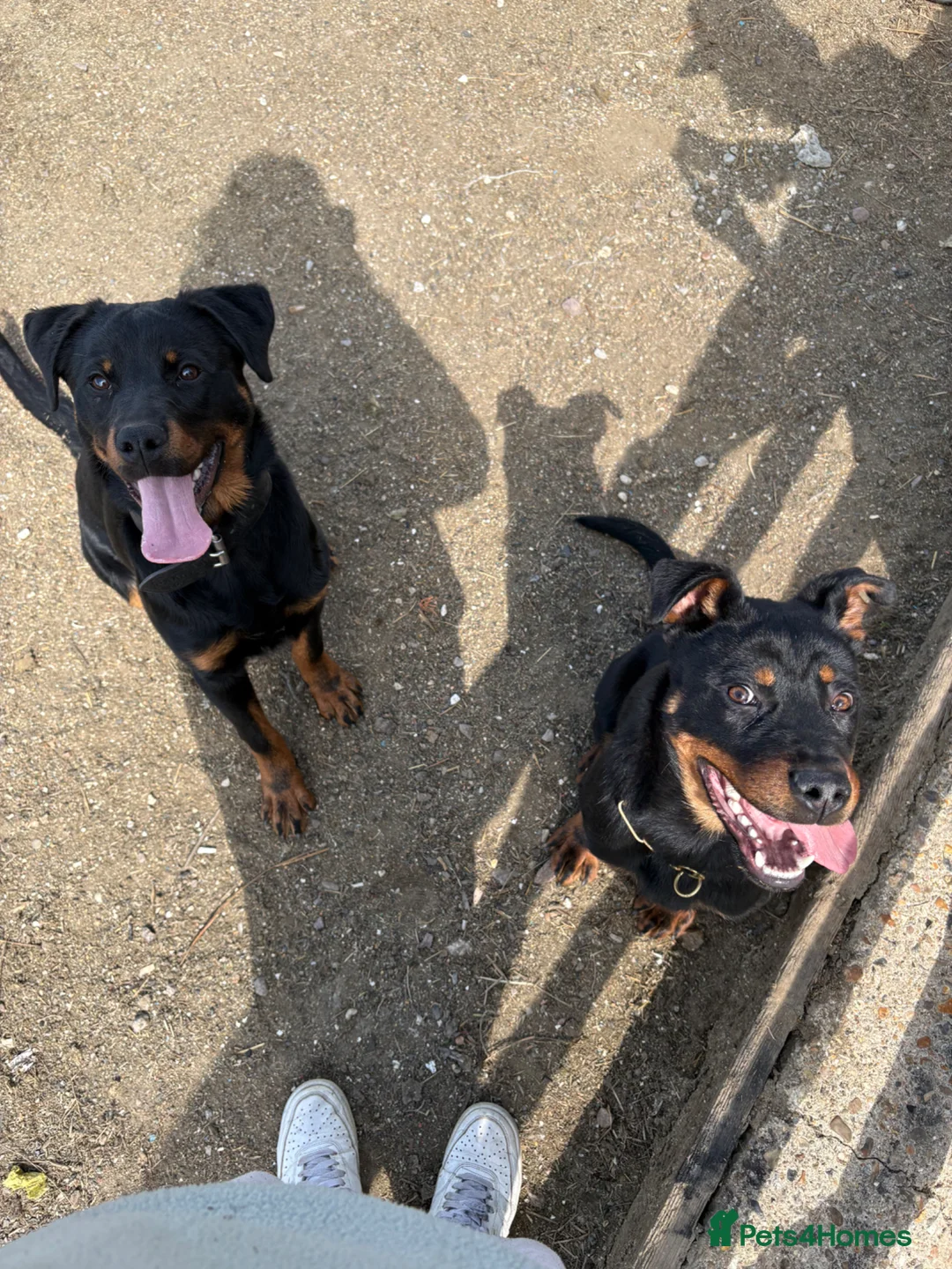 Rottweiler dogs for sale: Rottweiler puppy (male)  - Advert 2