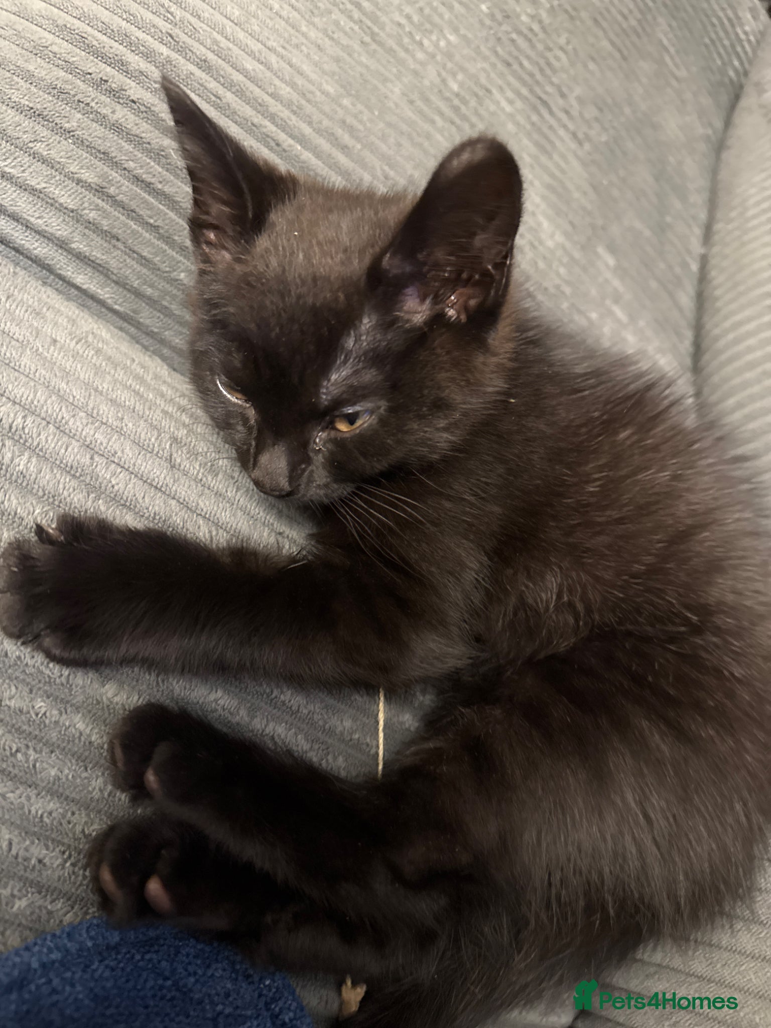 Mixed Breed cats for sale: Mixed breed kittens. - Advert 7