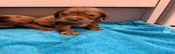 Cocker Spaniel dogs for sale: Cocker spaniel puppies  - Advert 15