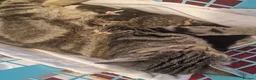 American Shorthair cats for sale: 5 litle kittens for sale  - Advert 2