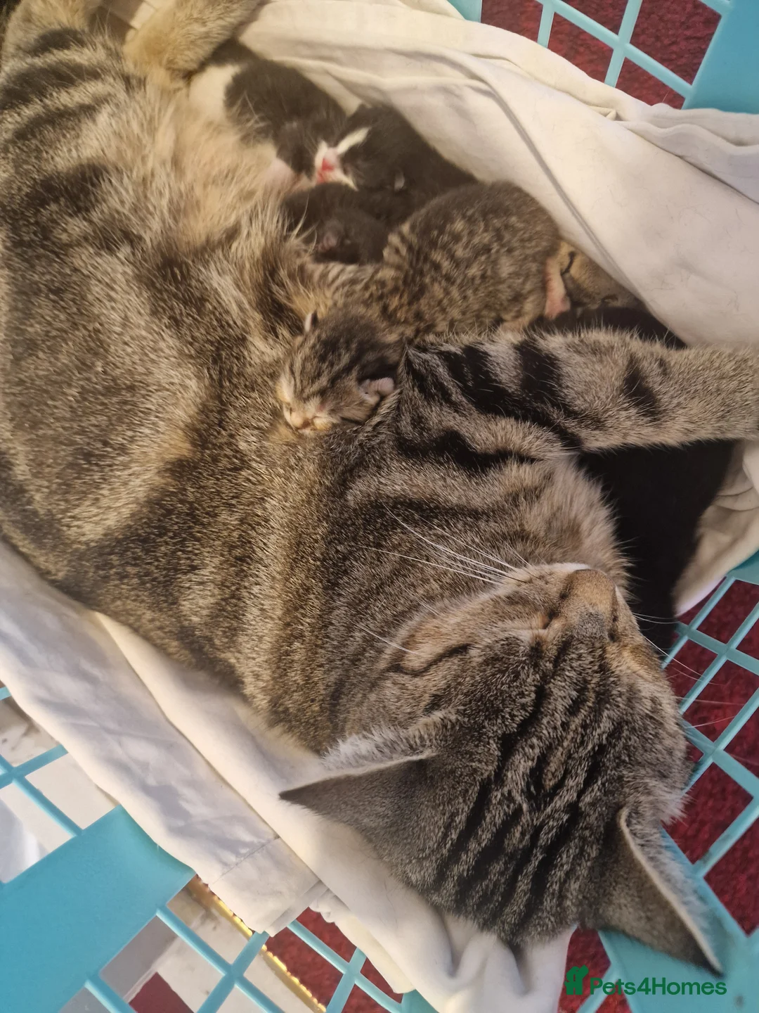 American Shorthair cats for sale: 5 litle kittens for sale  - Advert 2